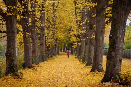 Ein Fußgänger in roter Jacke geht durch eine herbstliche Allee mit vielen gelben Blättern an Bäumen und auf dem Boden